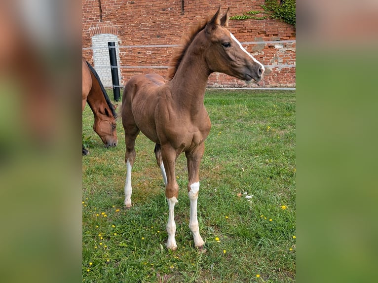 Deutsches Reitpferd Stute 1 Jahr Fuchs in Paplitz