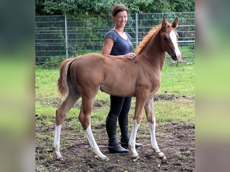 Deutsches Reitpferd Stute 1 Jahr Fuchs in Paplitz