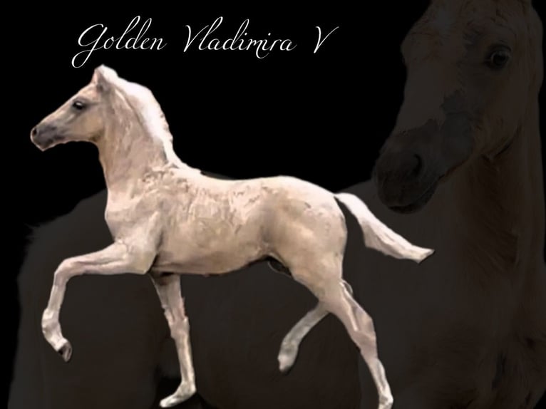 Deutsches Reitpferd Stute 1 Jahr Palomino in Bassum