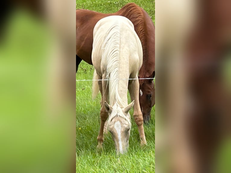Deutsches Reitpferd Stute 1 Jahr Palomino in Heistenbach