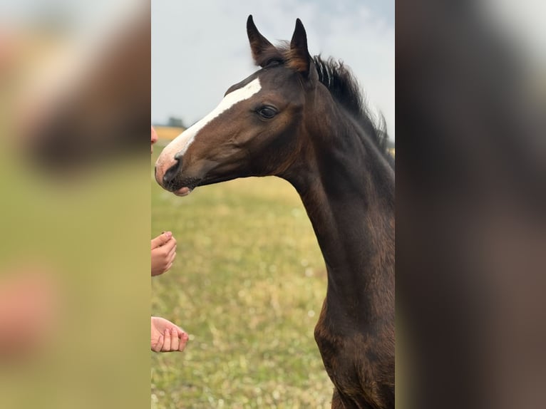 Deutsches Reitpferd Stute 1 Jahr Schwarzbrauner in Wriezen