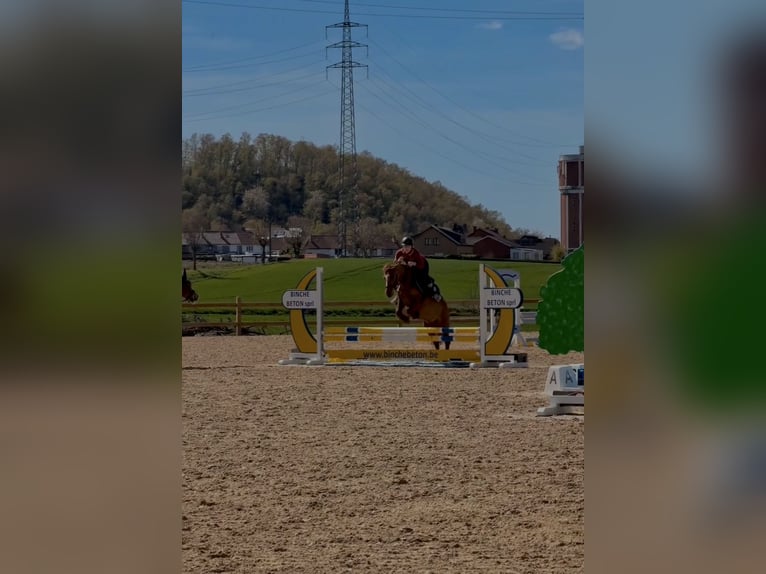 Deutsches Reitpferd Stute 20 Jahre 140 cm Fuchs in Mons