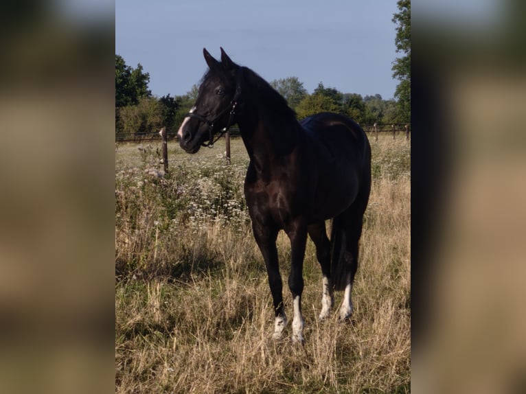 Deutsches Reitpferd Stute 20 Jahre 156 cm  in Hannover