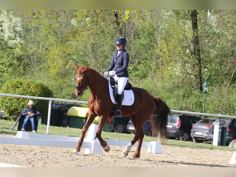 Deutsches Reitpferd Stute 20 Jahre 162 cm Dunkelfuchs in Nöstach
