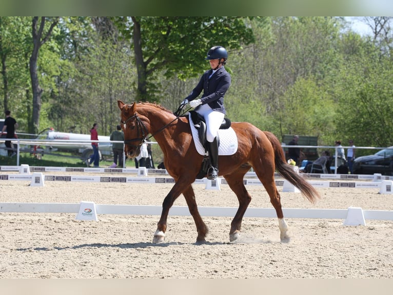 Deutsches Reitpferd Stute 20 Jahre 162 cm Dunkelfuchs in Nöstach