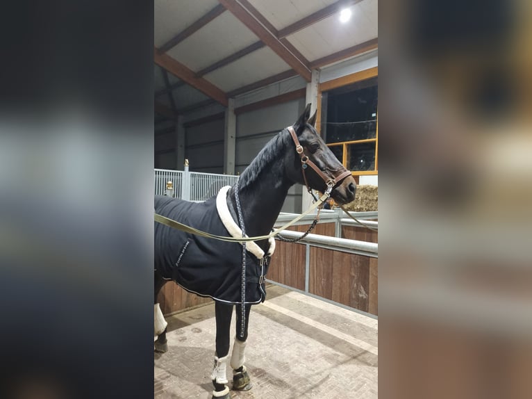 Deutsches Reitpferd Stute 20 Jahre 170 cm Dunkelbrauner in Münster