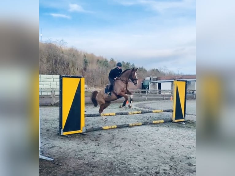 Deutsches Reitpferd Stute 20 Jahre 172 cm Rotfuchs in Brunssum