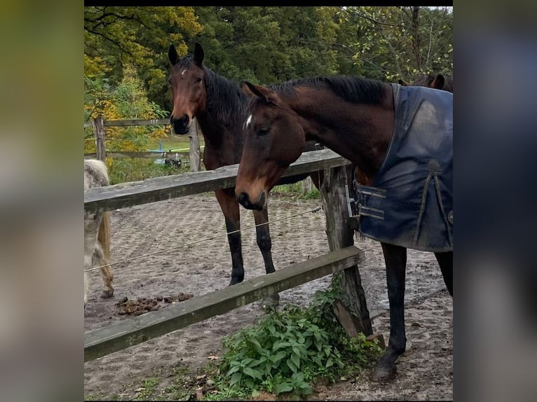 Deutsches Reitpferd Stute 22 Jahre 165 cm Brauner in Malschwitz