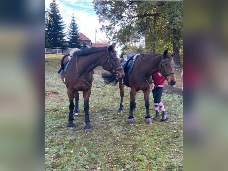 Deutsches Reitpferd Stute 22 Jahre 165 cm Brauner in Malschwitz