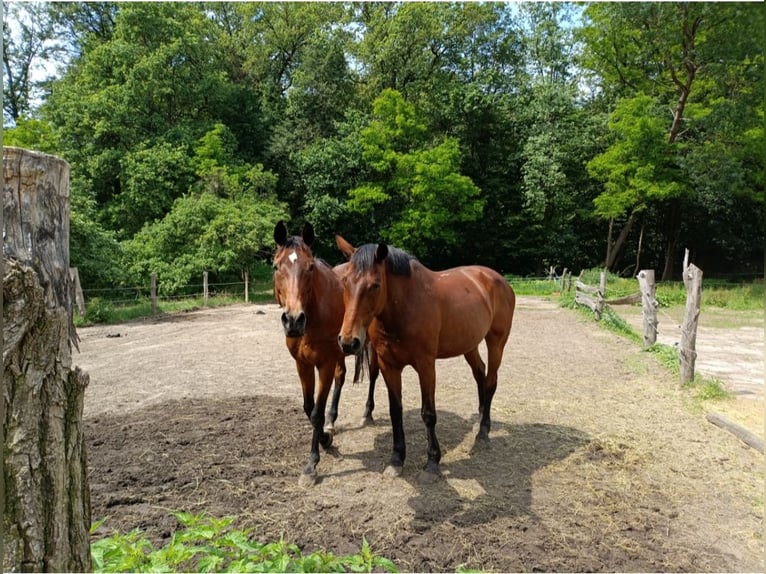 Deutsches Reitpferd Stute 22 Jahre 165 cm Brauner in Malschwitz