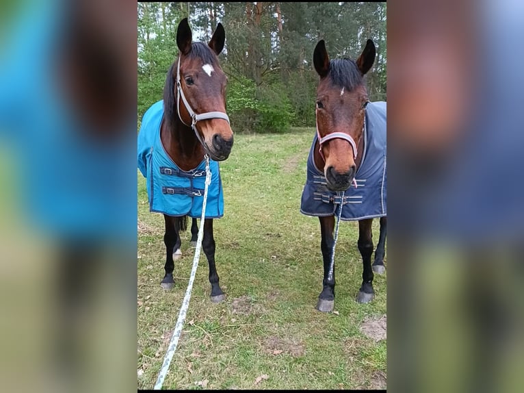 Deutsches Reitpferd Stute 22 Jahre 165 cm Brauner in Malschwitz