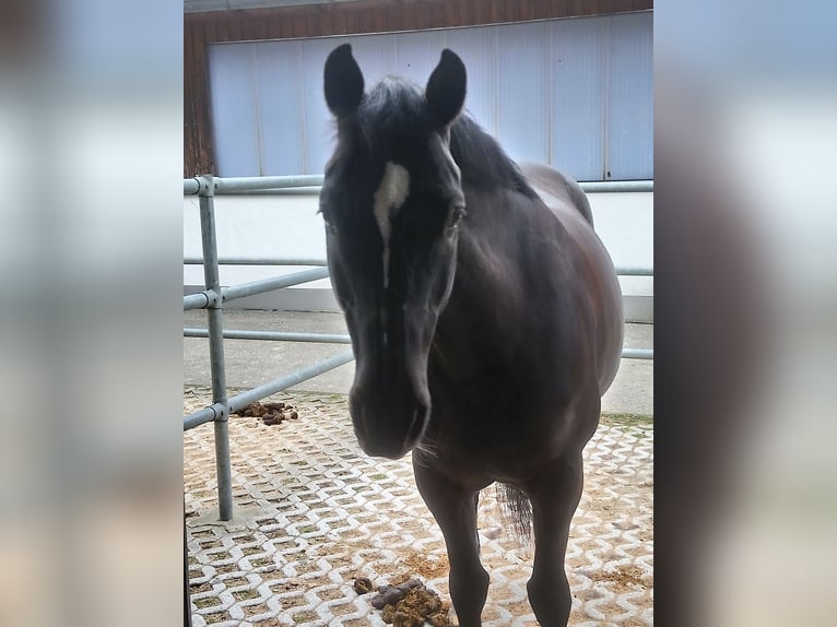 Deutsches Reitpferd Stute 23 Jahre 160 cm Dunkelbrauner in Aschlberg
