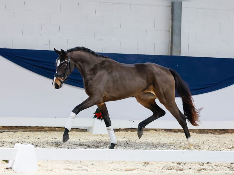 Deutsches Reitpferd Stute 2 Jahre 155 cm Brauner in Marsberg