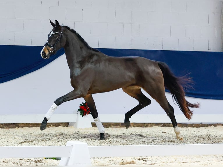 Deutsches Reitpferd Stute 2 Jahre 155 cm Brauner in Marsberg