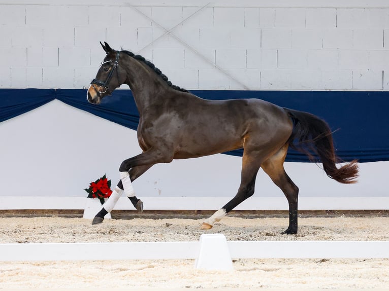 Deutsches Reitpferd Stute 2 Jahre 155 cm Brauner in Marsberg