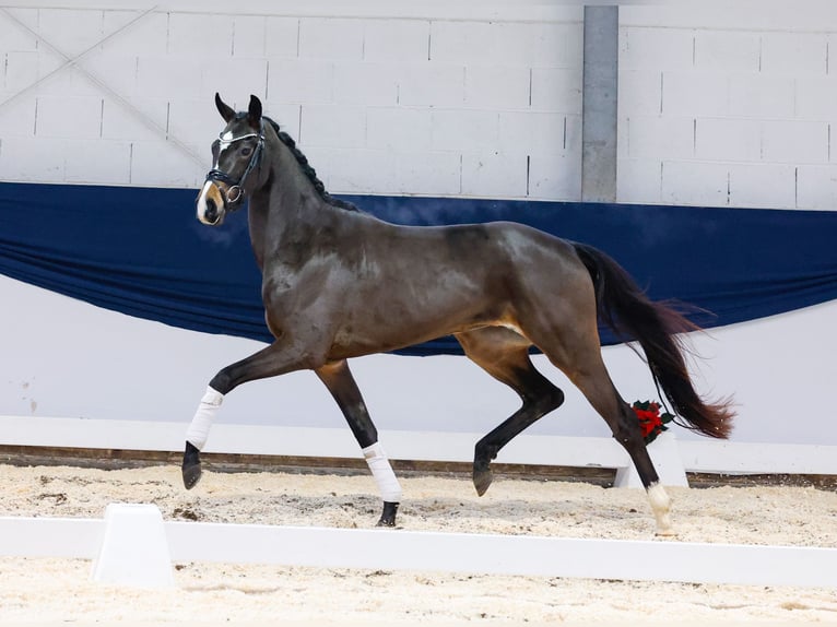 Deutsches Reitpferd Stute 2 Jahre 155 cm Brauner in Marsberg