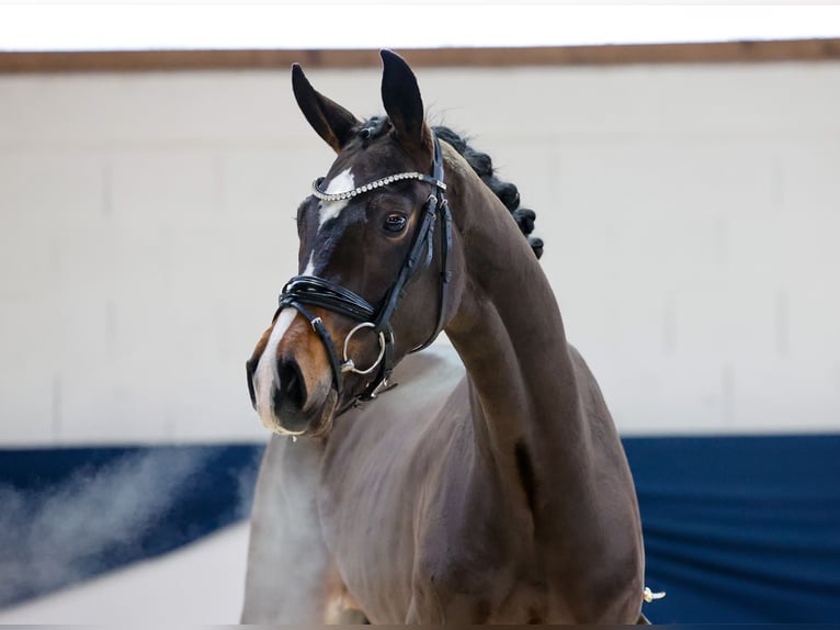 Deutsches Reitpferd Stute 2 Jahre 155 cm Brauner in Marsberg