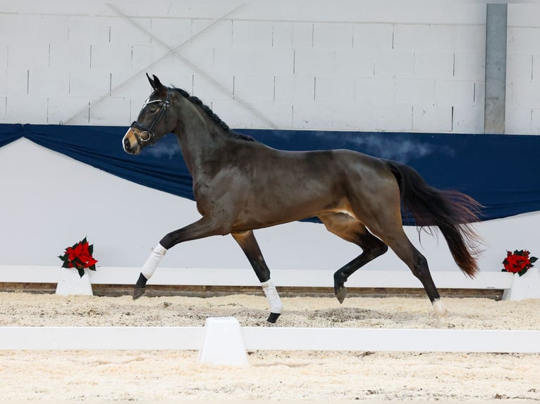 Deutsches Reitpferd Stute 2 Jahre 155 cm Brauner in Marsberg