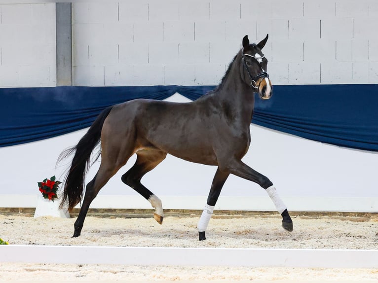 Deutsches Reitpferd Stute 2 Jahre 155 cm Brauner in Marsberg