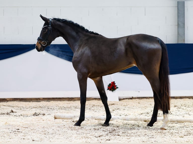 Deutsches Reitpferd Stute 2 Jahre 155 cm Brauner in Marsberg