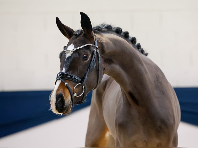 Deutsches Reitpferd Stute 2 Jahre 155 cm Brauner in Marsberg