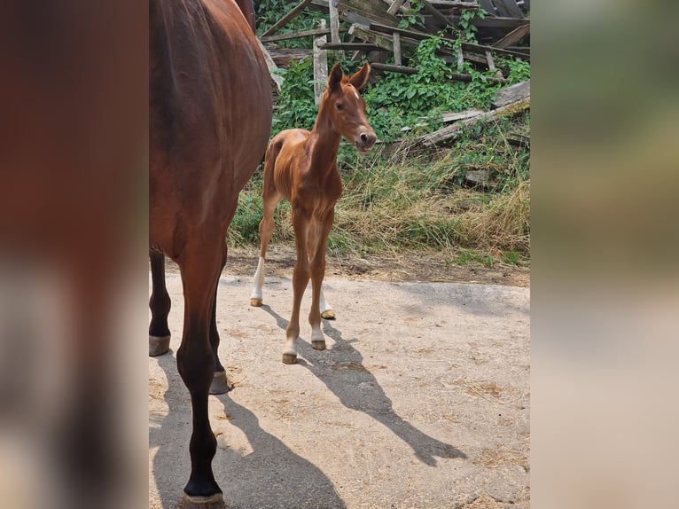 Deutsches Reitpferd Stute 2 Jahre 160 cm Fuchs in Brakel