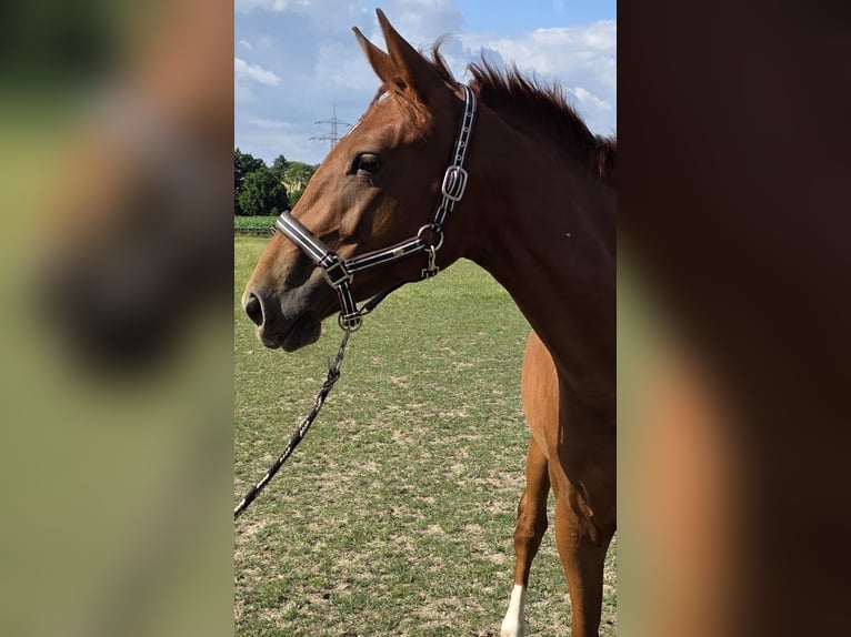 Deutsches Reitpferd Stute 2 Jahre 160 cm Fuchs in Brakel