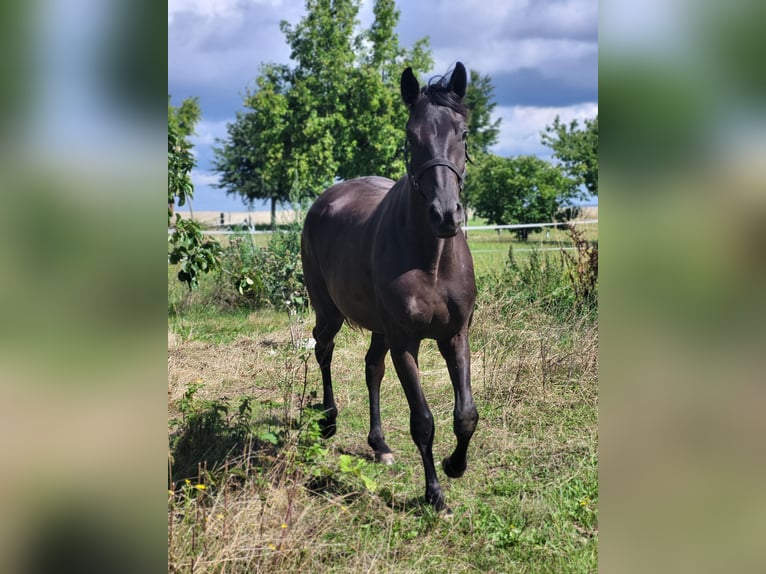 Deutsches Reitpferd Stute 2 Jahre 162 cm Rappe in Naundorf