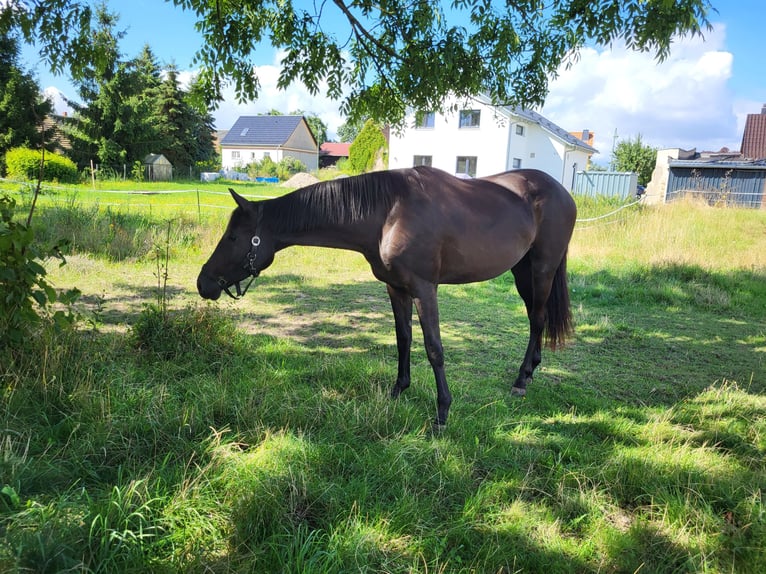 Deutsches Reitpferd Stute 2 Jahre 162 cm Rappe in Naundorf