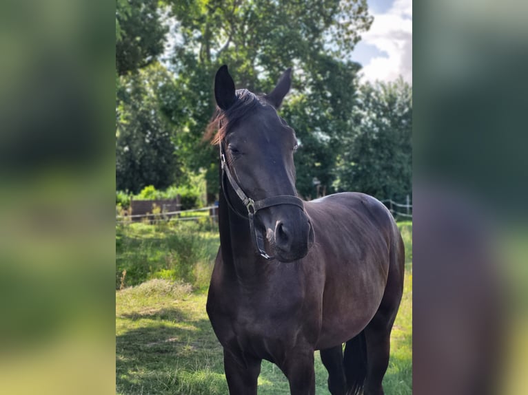 Deutsches Reitpferd Stute 2 Jahre 162 cm Rappe in Naundorf