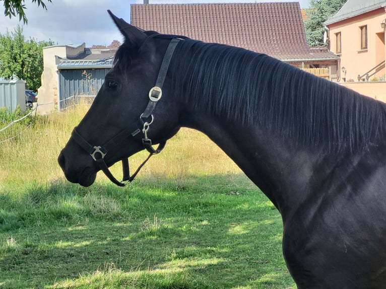 Deutsches Reitpferd Stute 2 Jahre 162 cm Rappe in Naundorf