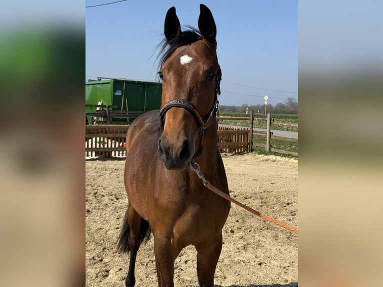 Deutsches Reitpferd Stute 2 Jahre 163 cm Hellbrauner in Nordkirchen