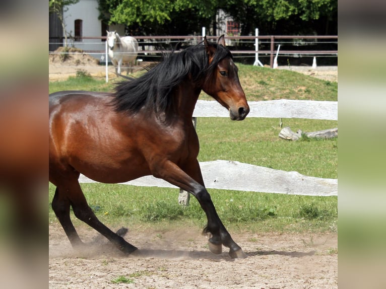 Deutsches Reitpferd Stute 2 Jahre 165 cm Brauner in Harrislee