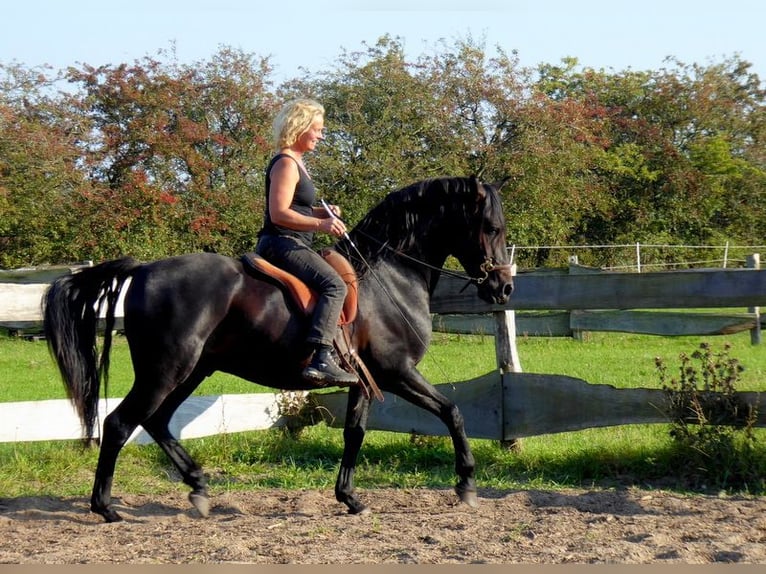 Deutsches Reitpferd Stute 2 Jahre 165 cm Brauner in Harrislee