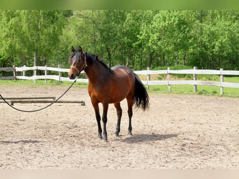 Deutsches Reitpferd Stute 2 Jahre 165 cm Brauner in Harrislee