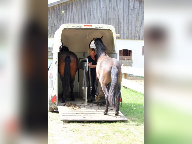 Deutsches Reitpferd Stute 2 Jahre 165 cm Brauner in Harrislee