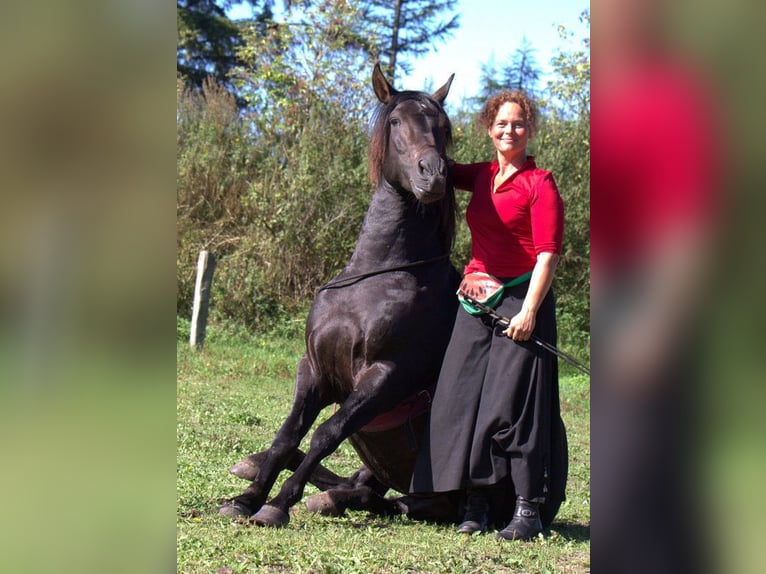 Deutsches Reitpferd Stute 2 Jahre 165 cm Brauner in Harrislee