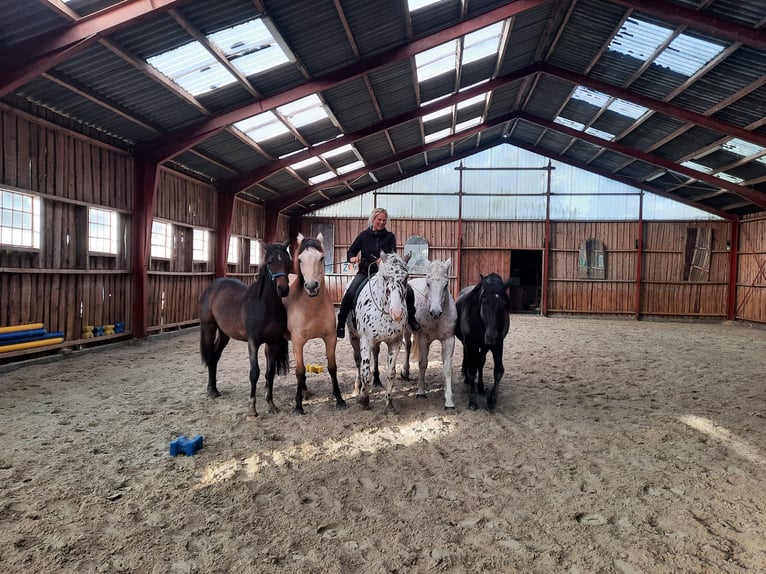 Deutsches Reitpferd Stute 2 Jahre 165 cm Brauner in Harrislee