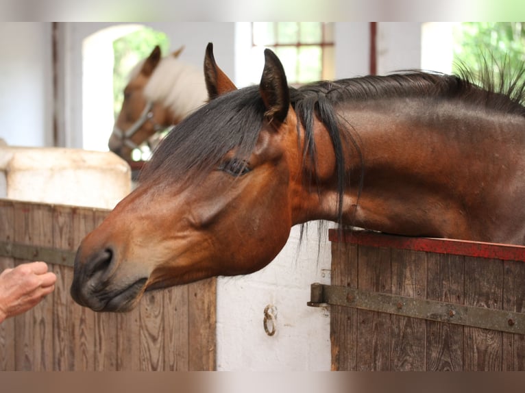 Deutsches Reitpferd Stute 2 Jahre 165 cm Brauner in Harrislee