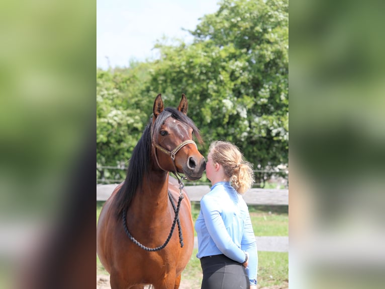 Deutsches Reitpferd Stute 2 Jahre 165 cm Brauner in Harrislee
