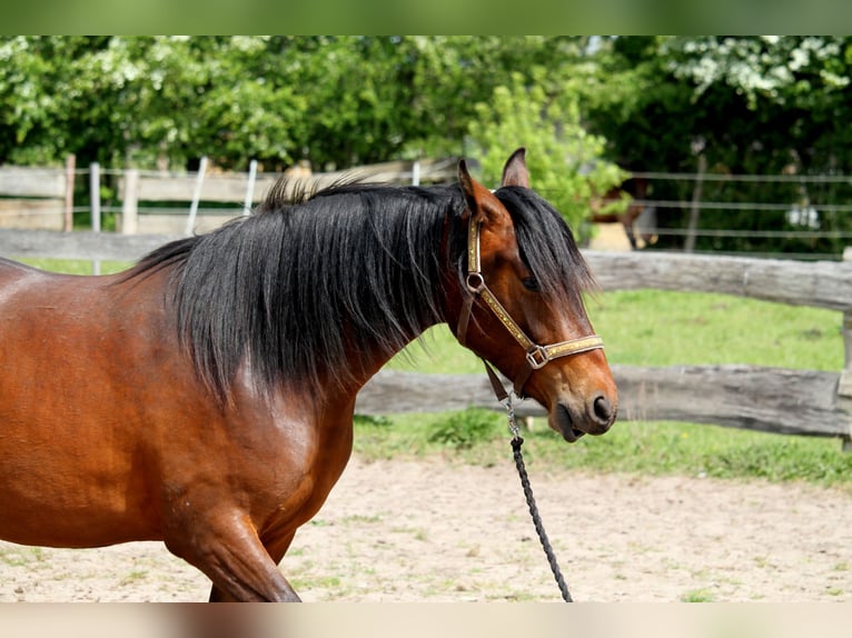 Deutsches Reitpferd Stute 2 Jahre 165 cm Brauner in Harrislee
