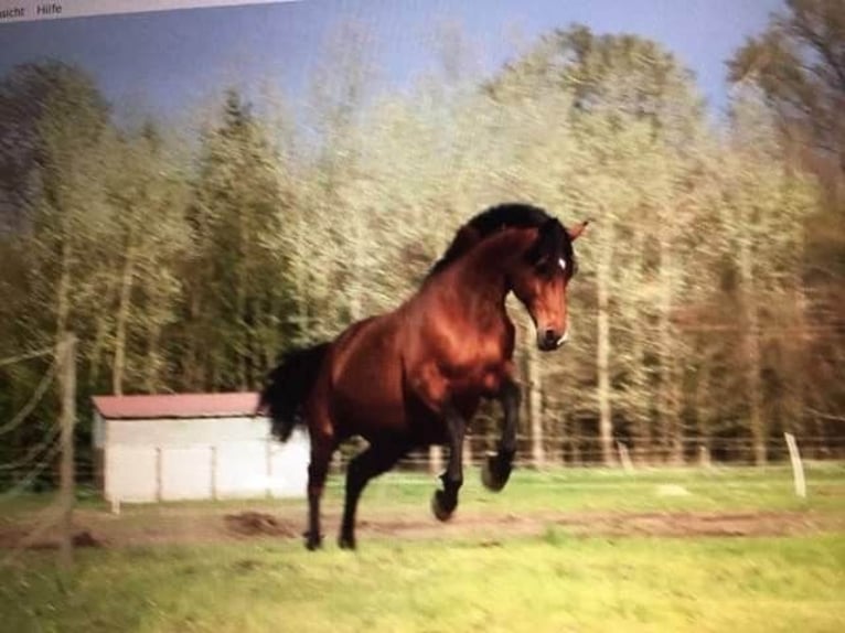 Deutsches Reitpferd Stute 2 Jahre 165 cm Brauner in Harrislee