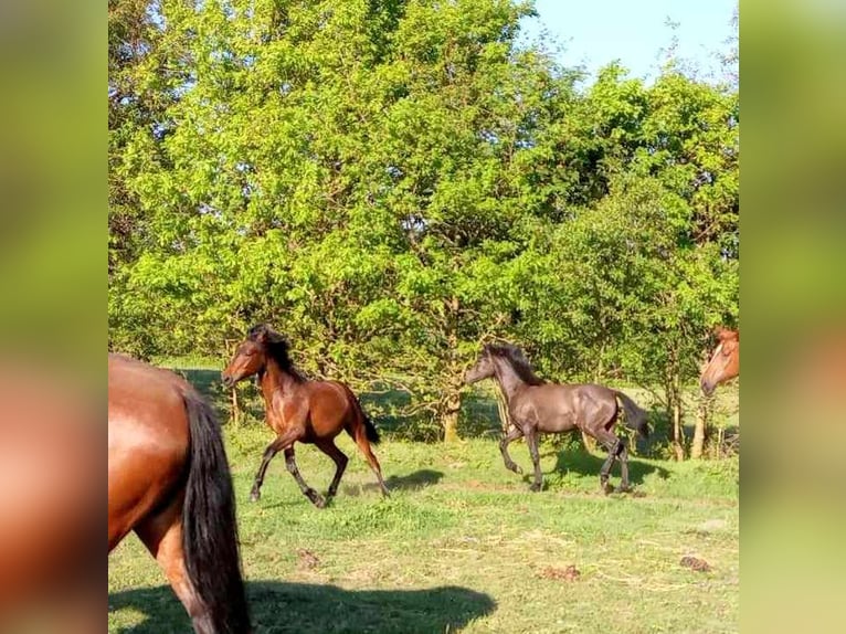 Deutsches Reitpferd Stute 2 Jahre 165 cm Brauner in Harrislee