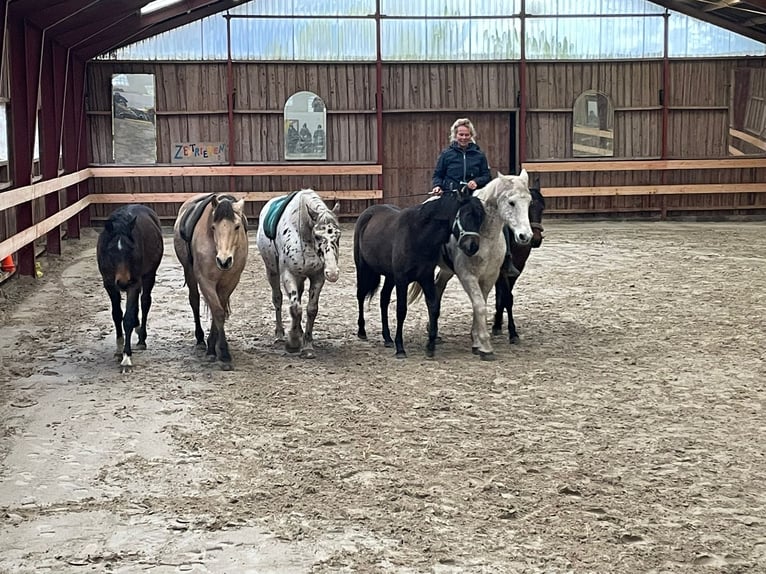 Deutsches Reitpferd Stute 2 Jahre 165 cm Brauner in Harrislee