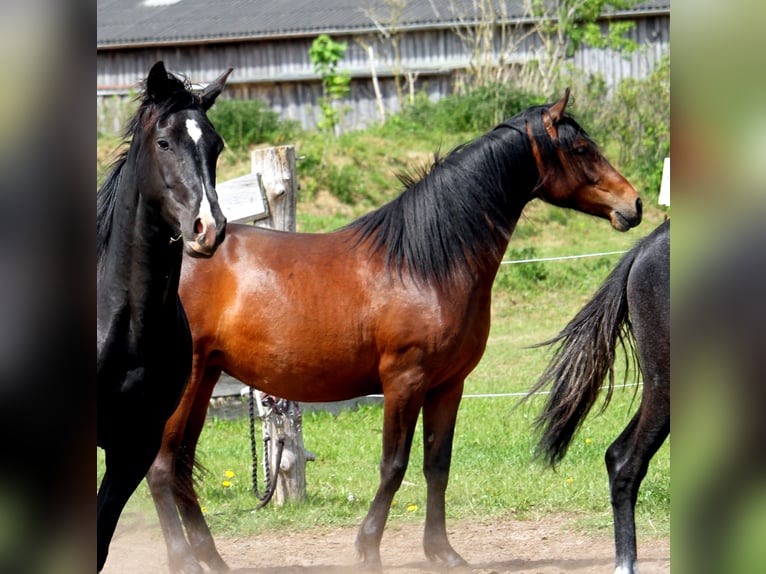 Deutsches Reitpferd Stute 2 Jahre 165 cm Brauner in Harrislee