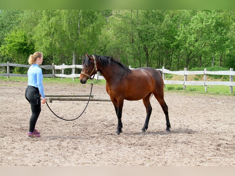 Deutsches Reitpferd Stute 2 Jahre 165 cm Brauner in Harrislee