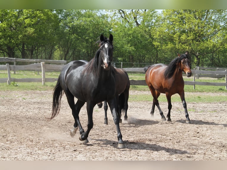 Deutsches Reitpferd Stute 2 Jahre 165 cm Brauner in Harrislee