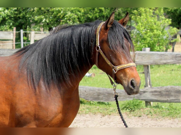 Deutsches Reitpferd Stute 2 Jahre 165 cm Brauner in Harrislee