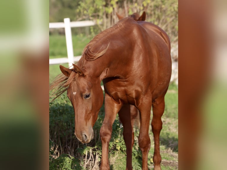 Deutsches Reitpferd Stute 2 Jahre 166 cm Fuchs in Nottuln