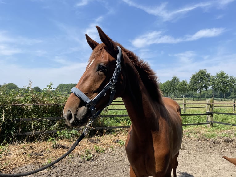 Deutsches Reitpferd Stute 2 Jahre 169 cm Fuchs in Rheine